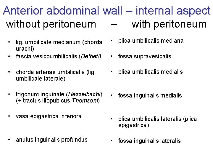 Anterior abdominal wall – internal aspect without peritoneum – with peritoneum • lig. umbilicale