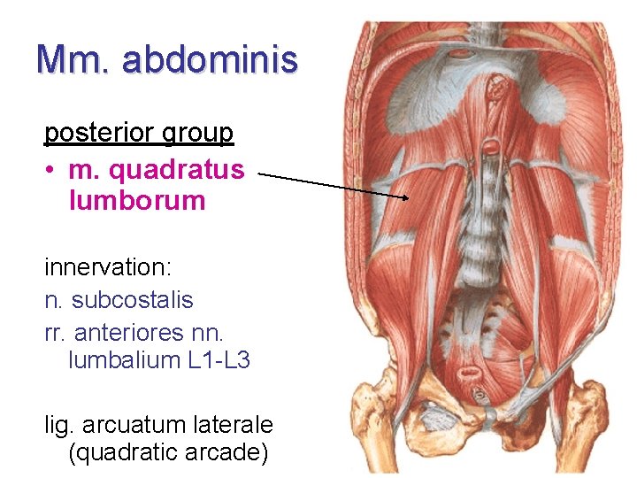 Mm. abdominis posterior group • m. quadratus lumborum innervation: n. subcostalis rr. anteriores nn.