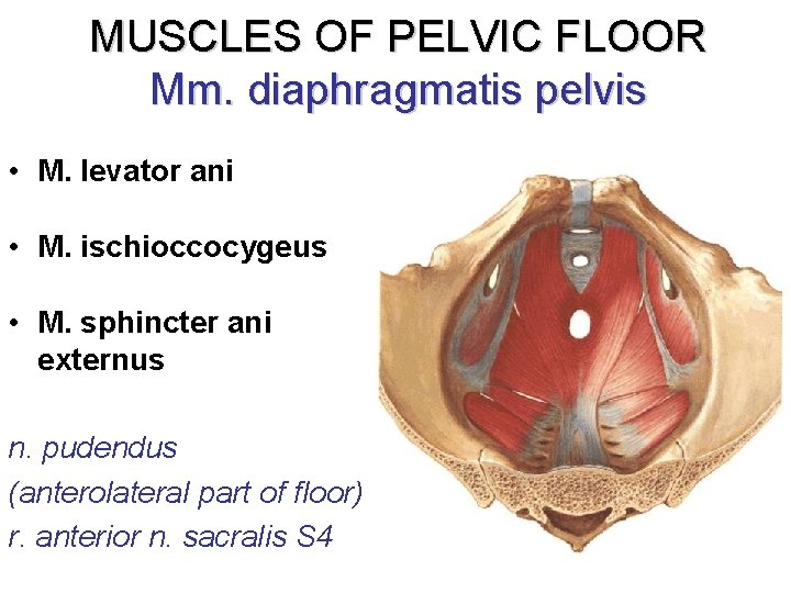 MUSCLES OF PELVIC FLOOR Mm. diaphragmatis pelvis • M. levator ani • M. ischioccocygeus