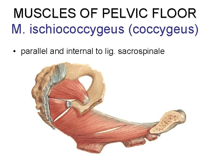 MUSCLES OF PELVIC FLOOR M. ischiococcygeus (coccygeus) • parallel and internal to lig. sacrospinale