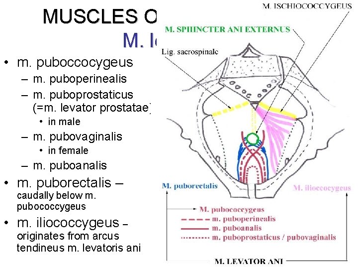 MUSCLES OF PELVIC FLOOR M. levator ani • m. puboccocygeus – m. puboperinealis –