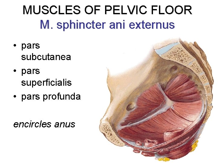 MUSCLES OF PELVIC FLOOR M. sphincter ani externus • pars subcutanea • pars superficialis
