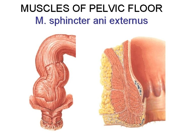 MUSCLES OF PELVIC FLOOR M. sphincter ani externus 