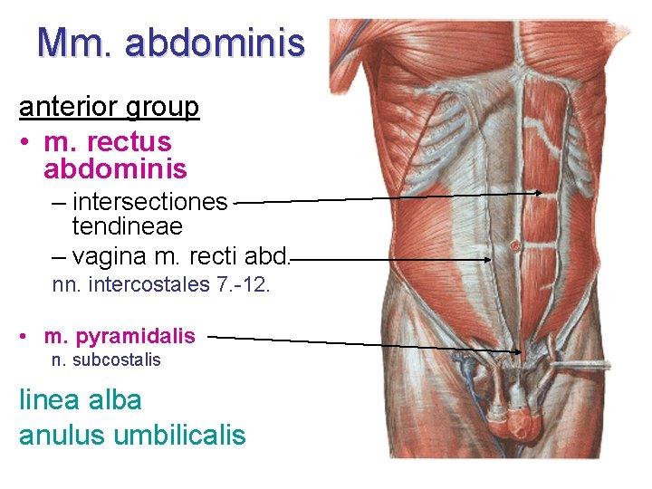 Mm. abdominis anterior group • m. rectus abdominis – intersectiones tendineae – vagina m.