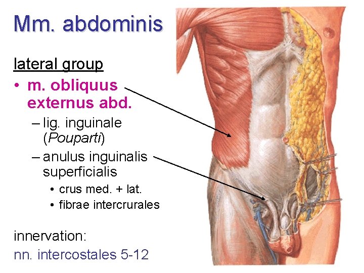 Mm. abdominis lateral group • m. obliquus externus abd. – lig. inguinale (Pouparti) –