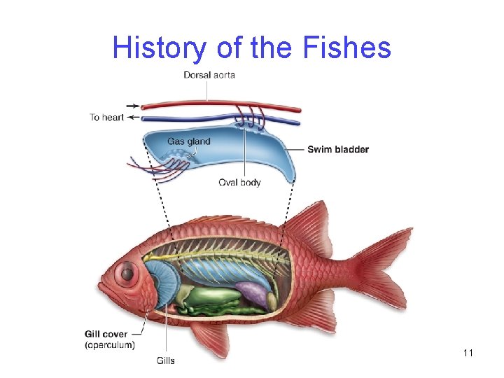 History of the Fishes 11 