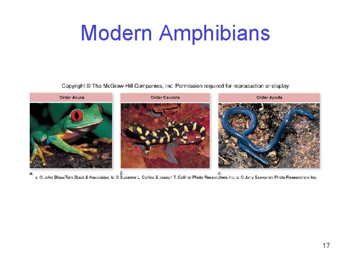 Modern Amphibians 17 