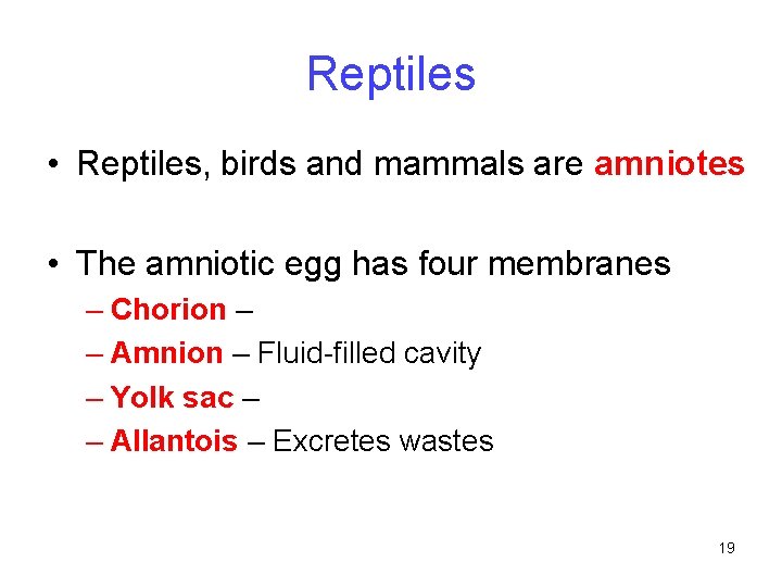 Reptiles • Reptiles, birds and mammals are amniotes • The amniotic egg has four