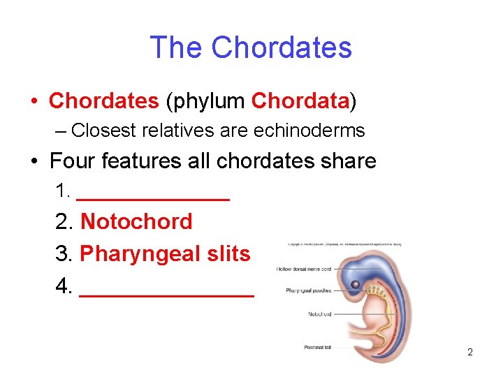 The Chordates • Chordates (phylum Chordata) – Closest relatives are echinoderms • Four features