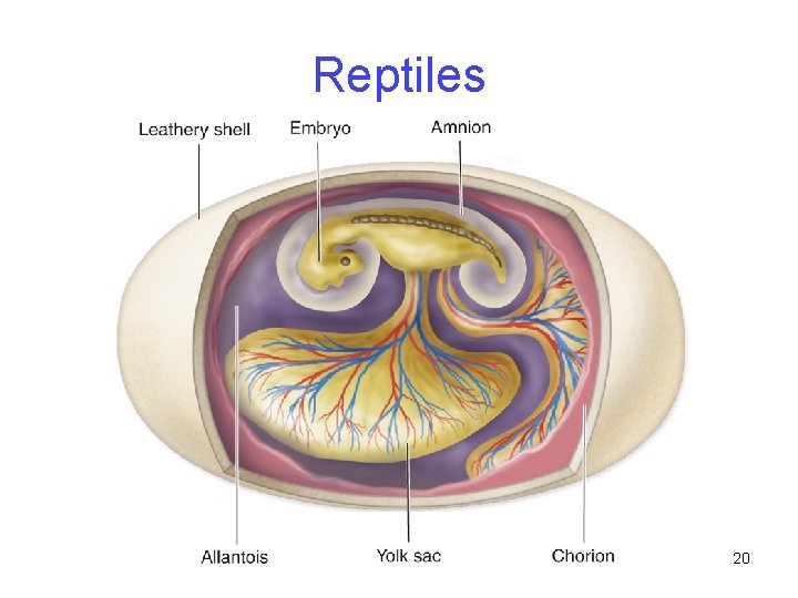 Reptiles 20 