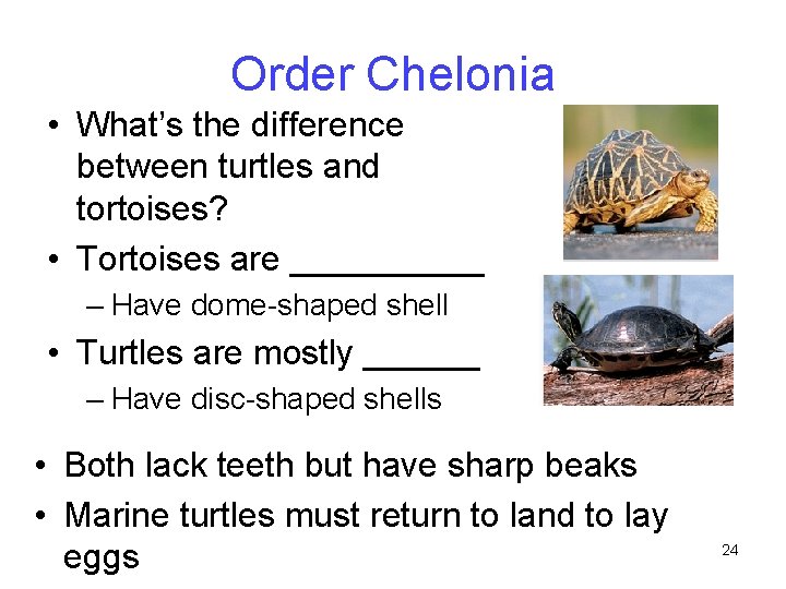 Order Chelonia • What’s the difference between turtles and tortoises? • Tortoises are _____