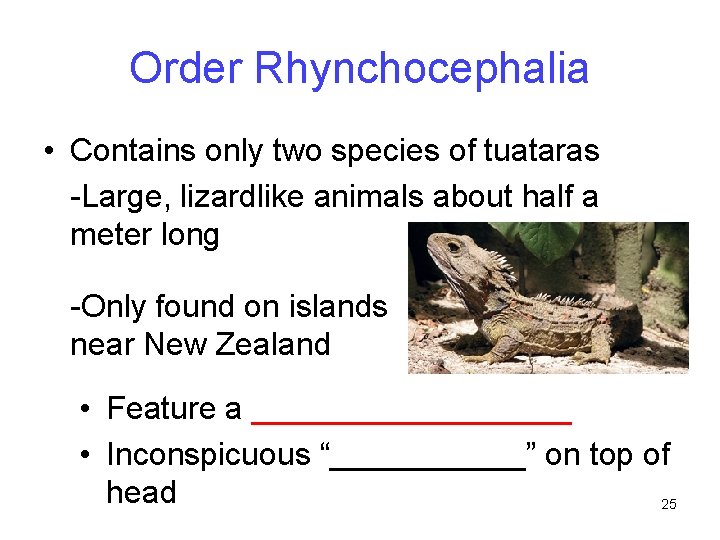 Order Rhynchocephalia • Contains only two species of tuataras -Large, lizardlike animals about half