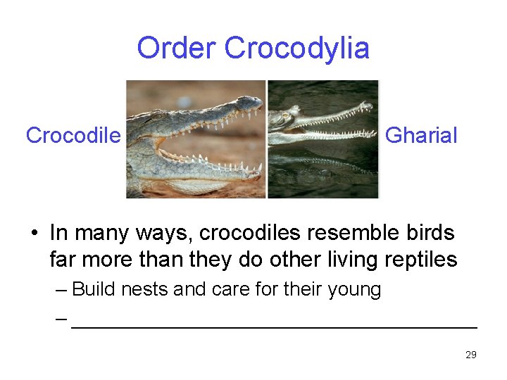 Order Crocodylia Crocodile Gharial • In many ways, crocodiles resemble birds far more than