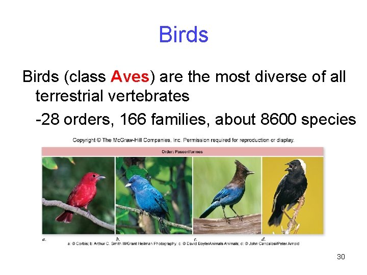 Birds (class Aves) are the most diverse of all terrestrial vertebrates -28 orders, 166
