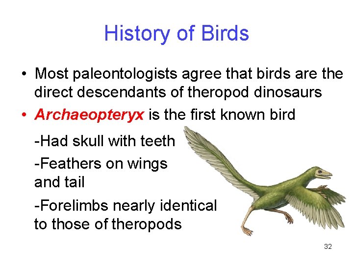 History of Birds • Most paleontologists agree that birds are the direct descendants of