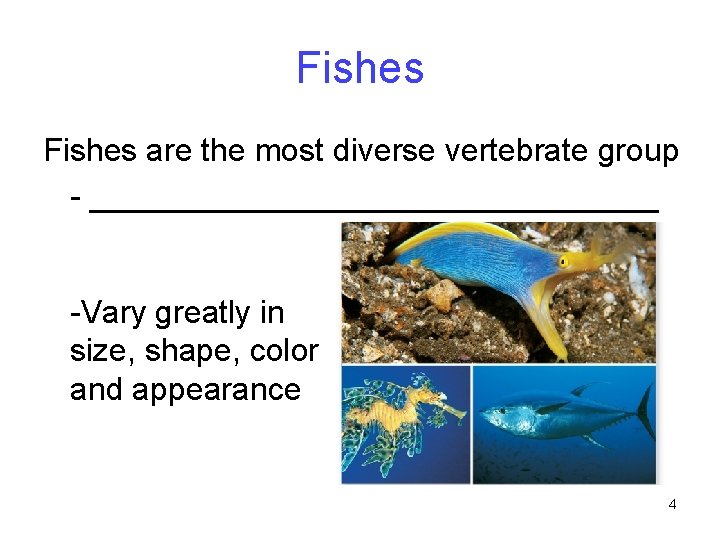 Fishes are the most diverse vertebrate group - ________________ -Vary greatly in size, shape,