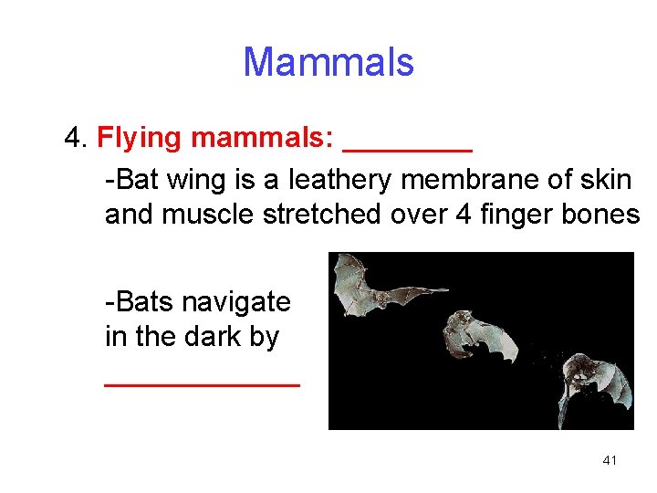 Mammals 4. Flying mammals: ____ -Bat wing is a leathery membrane of skin and