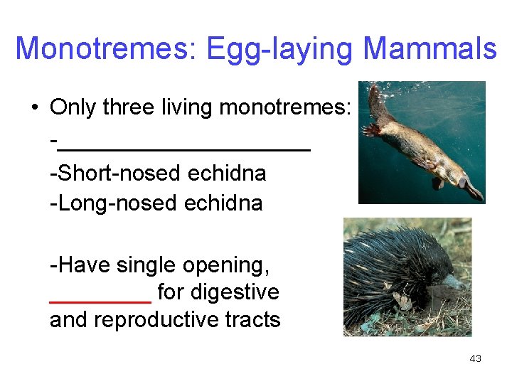 Monotremes: Egg-laying Mammals • Only three living monotremes: -__________ -Short-nosed echidna -Long-nosed echidna -Have