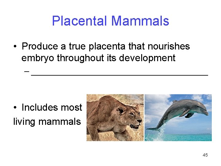 Placental Mammals • Produce a true placenta that nourishes embryo throughout its development –