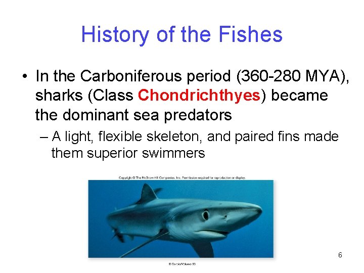 History of the Fishes • In the Carboniferous period (360 -280 MYA), sharks (Class
