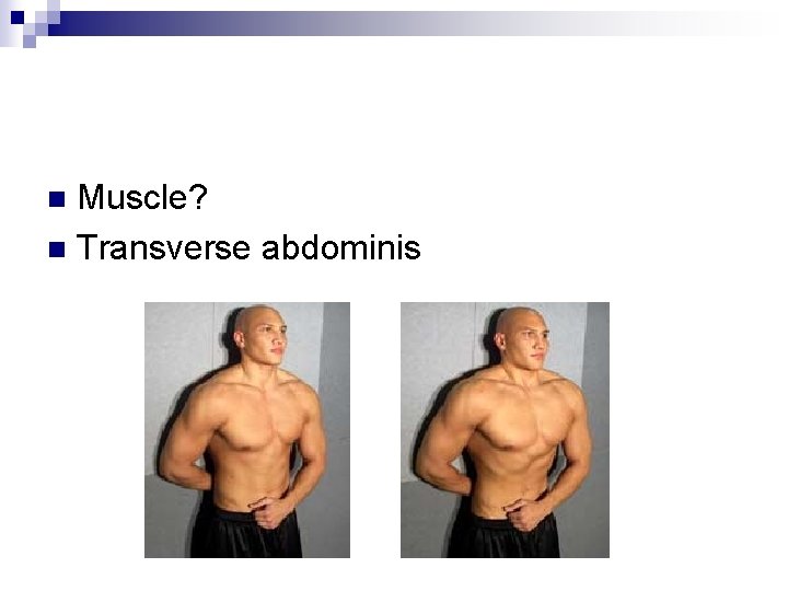 Muscle? n Transverse abdominis n 