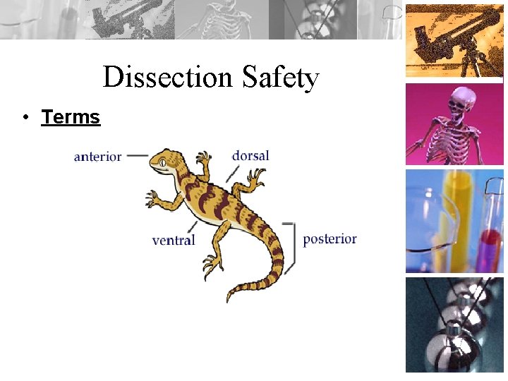 Dissection Safety • Terms 