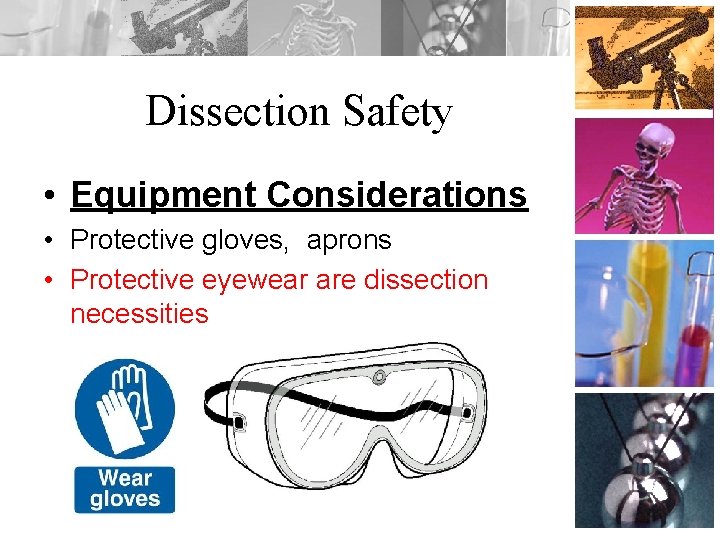 Dissection Safety • Equipment Considerations • Protective gloves, aprons • Protective eyewear are dissection