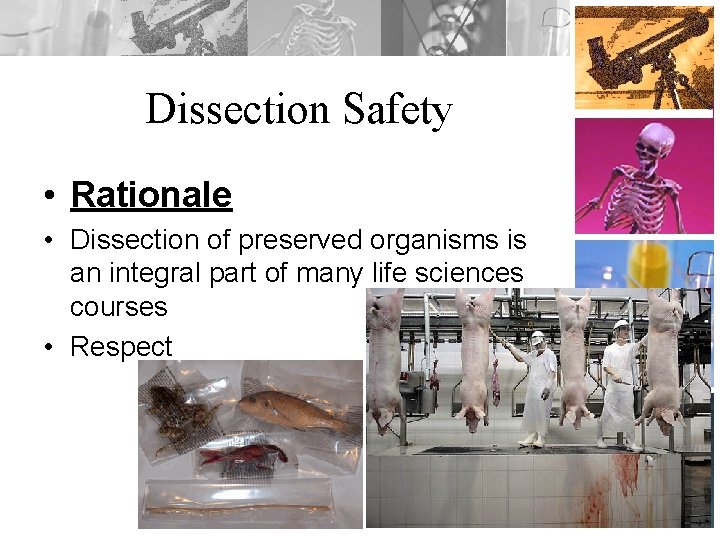 Dissection Safety • Rationale • Dissection of preserved organisms is an integral part of