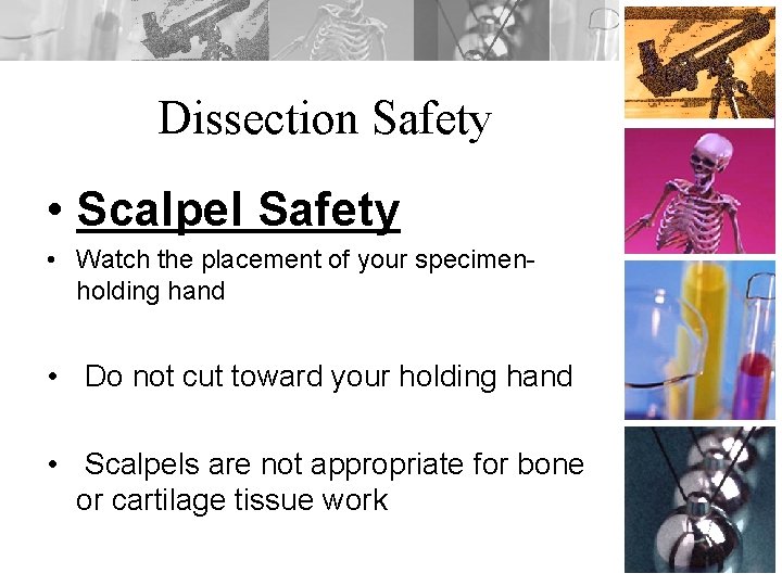 Dissection Safety • Scalpel Safety • Watch the placement of your specimenholding hand •