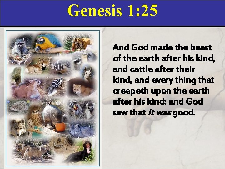 Genesis 1: 25 And God made the beast of the earth after his kind,