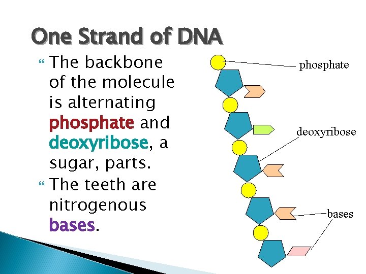 One Strand of DNA The backbone of the molecule is alternating phosphate and deoxyribose,