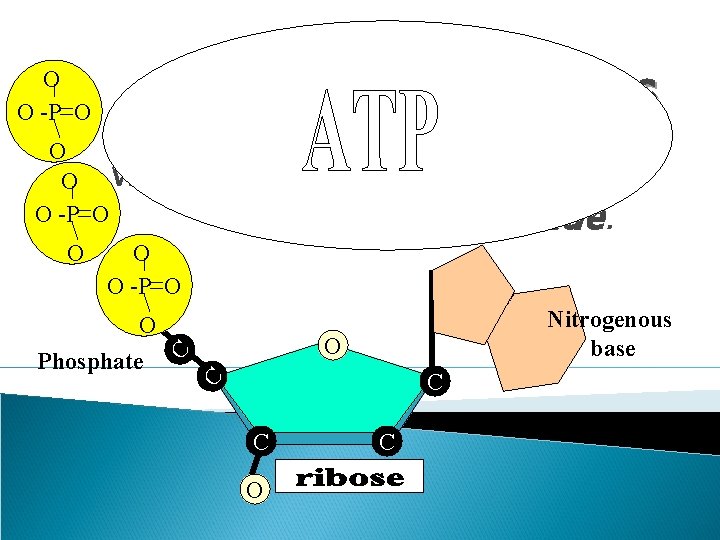 O One deoxyribose together with its phosphate and base O make a nucleotide. O