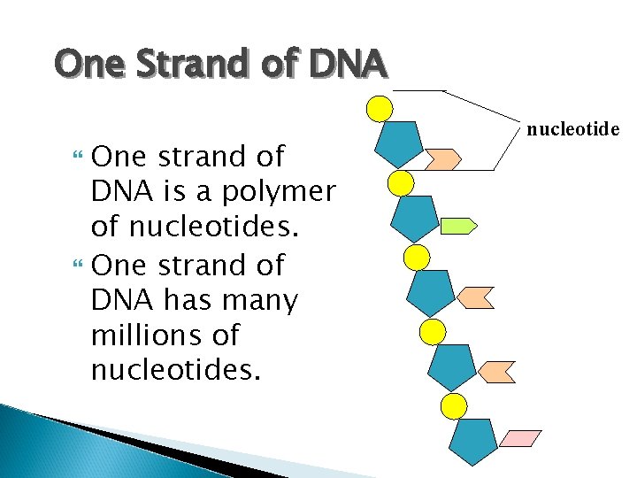 One Strand of DNA One strand of DNA is a polymer of nucleotides. One