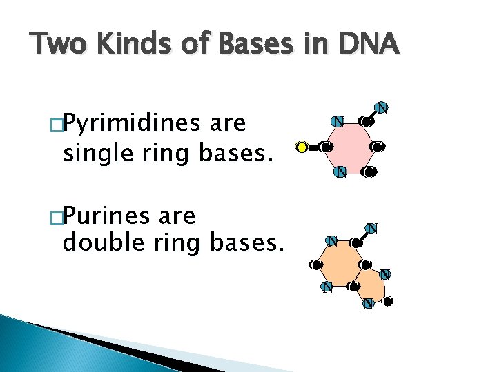 Two Kinds of Bases in DNA �Pyrimidines are single ring bases. �Purines are double