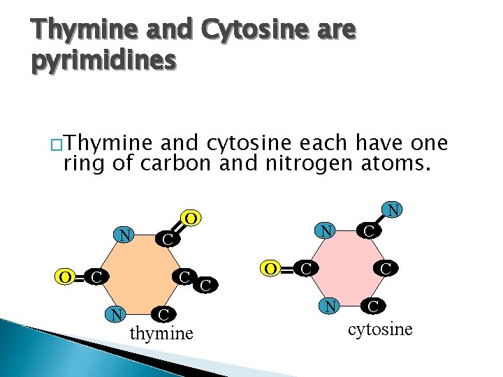 Thymine and Cytosine are pyrimidines �Thymine and cytosine each have one ring of carbon