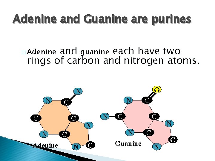 Adenine and Guanine are purines and guanine each have two rings of carbon and