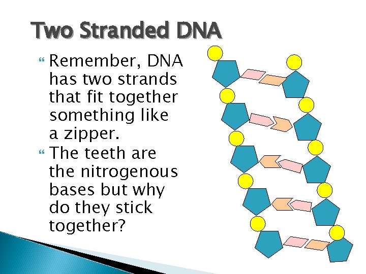 Two Stranded DNA Remember, DNA has two strands that fit together something like a