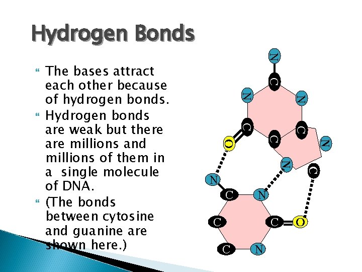 Hydrogen Bonds C N C O C N N The bases attract each other