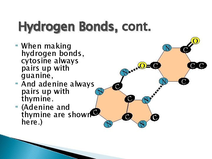 Hydrogen Bonds, cont. When making N hydrogen bonds, cytosine always O C pairs up