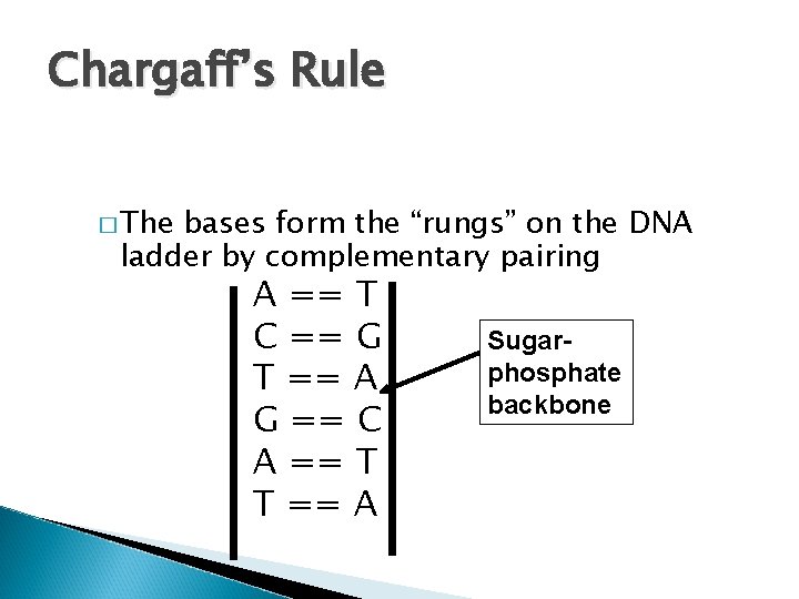 Chargaff’s Rule � The bases form the “rungs” on the DNA ladder by complementary
