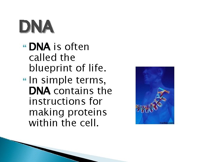 DNA is often called the blueprint of life. In simple terms, DNA contains the