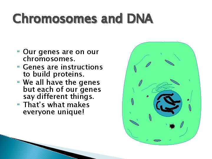 Chromosomes and DNA Our genes are on our chromosomes. Genes are instructions to build