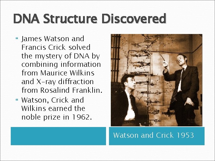 DNA Structure Discovered James Watson and Francis Crick solved the mystery of DNA by