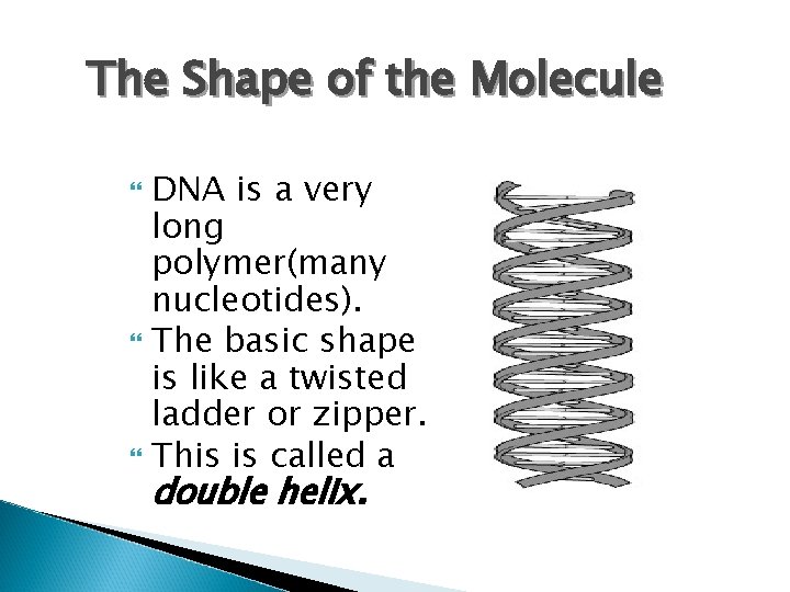 The Shape of the Molecule DNA is a very long polymer(many nucleotides). The basic