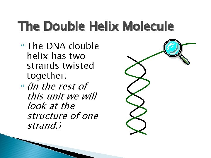 The Double Helix Molecule The DNA double helix has two strands twisted together. (In