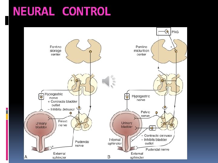 NEURAL CONTROL 