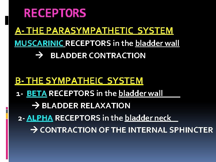 RECEPTORS A- THE PARASYMPATHETIC SYSTEM MUSCARINIC RECEPTORS in the bladder wall BLADDER CONTRACTION B-