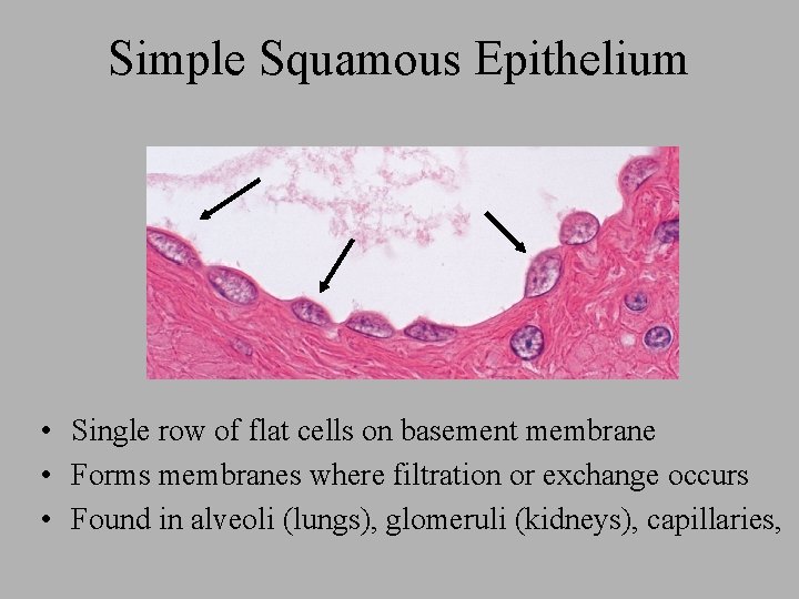 Simple Squamous Epithelium • Single row of flat cells on basement membrane • Forms