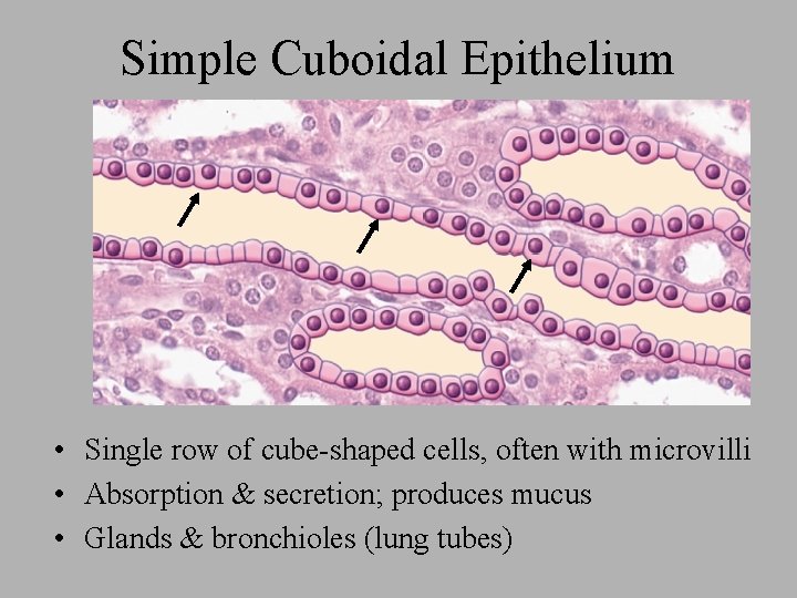 Simple Cuboidal Epithelium • Single row of cube-shaped cells, often with microvilli • Absorption