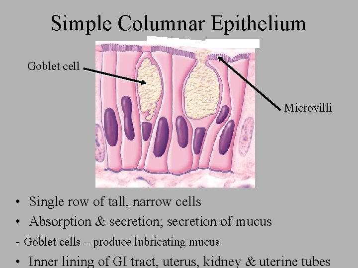 Simple Columnar Epithelium Goblet cell Microvilli • Single row of tall, narrow cells •